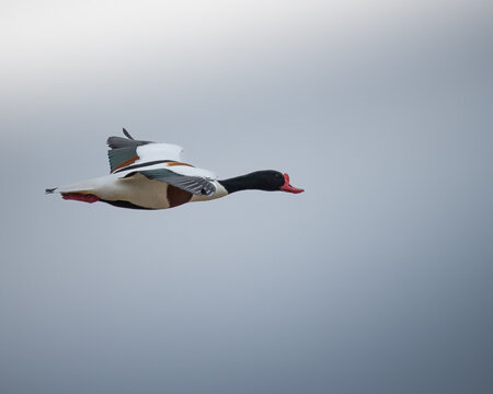 A flying male Shelduck
