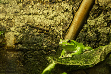 Green frog sitting on a stone close-up