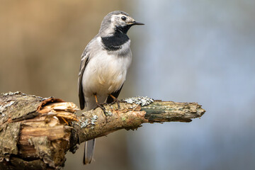 Female White Wagtail perched on a branch