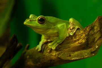 Green frog sitting on a tree close-up