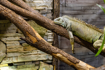 iguana on a tree