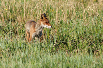 Fox walking through reeds