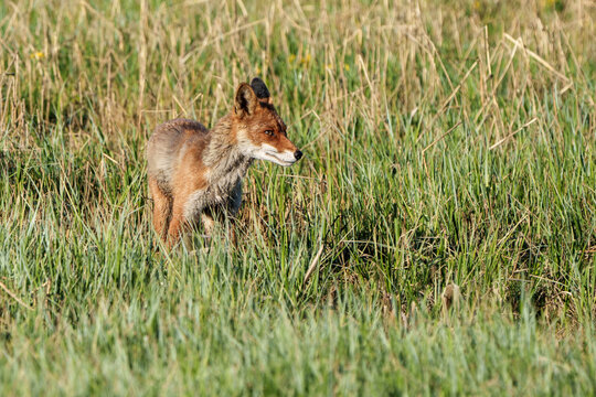 Fox walking through reeds