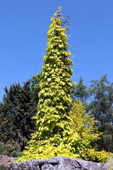  Convolvulus tricolor plant in a garden and sunny day