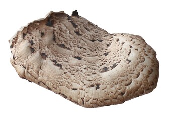  Polyporus Squamosus-Cerioporus Squamosuspasite mushroom growing on tree 