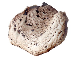  Polyporus Squamosus-Cerioporus Squamosuspasite mushroom growing on tree 