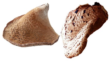  Polyporus Squamosus-Cerioporus Squamosuspasite mushroom growing on tree 