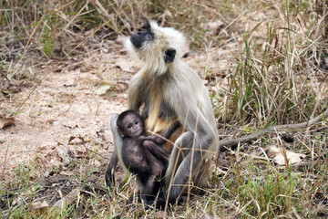 Singes Langur dans le Parc National de Pench au Madhya Pradesh en Inde