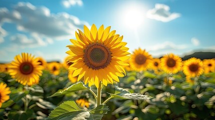 Obraz premium A field of bright yellow sunflowers against a blue sky.