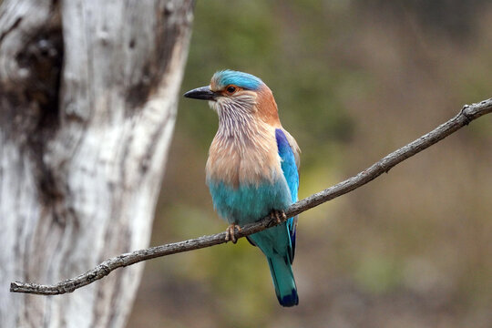 Rollier indien dans le parc national de Pench ,Madhya Pradesh,  Inde