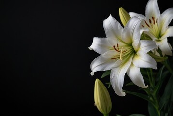 Fototapeta premium white lilies on a black background