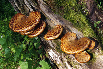 Dryad's Saddle Fungi On Log