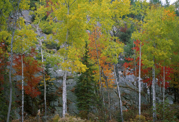 Trees In Autumn