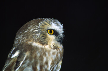 Saw-Whet Owl Portrait Profile