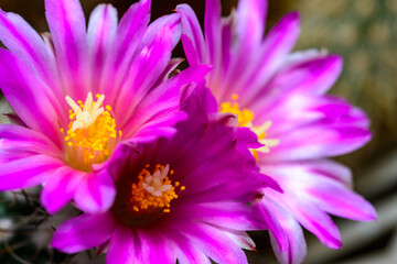 Flower Thelocactus sp. - close-up of a blooming cactus with long spines in a botanical collection