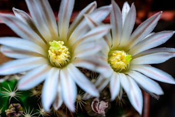 Blooming cactus with long spines in a botanical collection