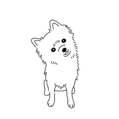 Vector isolated cute spitz dog tattoo colorless black and white contour line easy drawing
