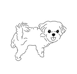 Vector isolated cute lapdog maltese tattoo colorless black and white contour line easy drawing