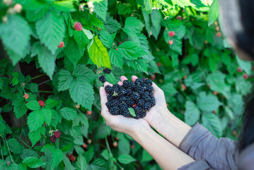 Rear view Asian lady in winter jackets with full hands of fresh harvested ripe blackberries, lush green berry bush background, organic berries harvest from homestead backyard garden fruit orchard