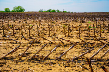 Corn field after harvest: Midwestern Farmland Summer Landscape in Hartford, Minnehaha County, South...