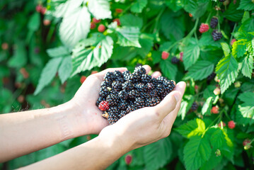 Side view Asian man hands with full palms of fresh harvested ripe blackberries, lush green berry...