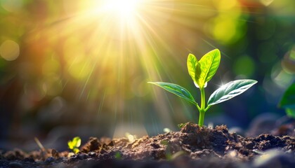 Showing financial developments and business growth with a growing tree on a coin. Planting seedling growing step in garden with sunshine. Concept of business growth, profit, Growth Financial