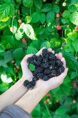 Lady in winter jacket with hands in full palms of fresh harvested ripe blackberries, abundant berry...