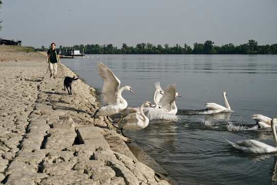A black mix breed dog runs along the river and scares the swans. The hunting instinct of a domestic dog. Female owner walks behind without leash. Belgrade, Zemun district. Embankment of Danube River.