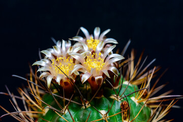 Gymnocalycium sp. - close-up of a blooming cactus with long spines in a botanical collection