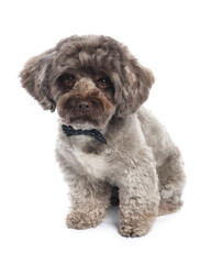 Cute Maltipoo dog with bow tie on white background. Lovely pet