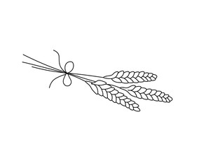 Vector isolated stalks of wheat bouquet colorless black and white contour line easy drawing © MariMuz