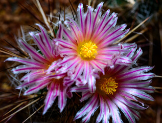 Thelocactus lausseri - close-up of a blooming cactus with long spines in a botanical collection