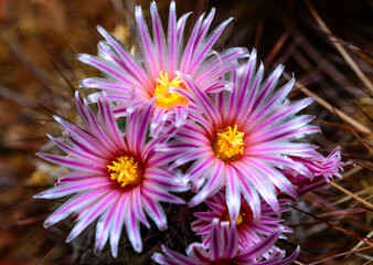 Thelocactus lausseri - close-up of a blooming cactus with long spines in a botanical collection