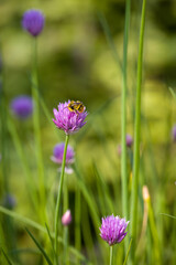 pink flowers of chives in sunlight with a bee against a blurred background