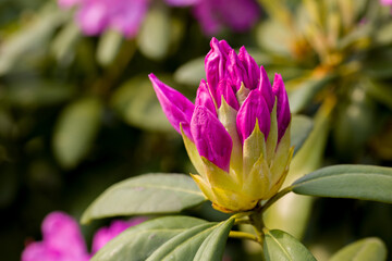 pink flowers of rhododendron in sunlight against a blurred background