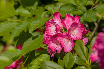 red flowers of rhododendron in sunlight against a blurred background