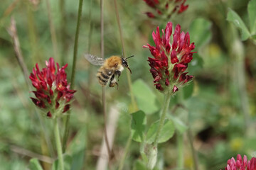 Common Carder Bee (Bombus pascuorum) feeding on Crimson Clover