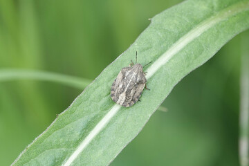 Tortoise Bug (Eurygaster testudinaria)