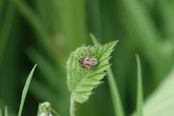 A Ground Crab Spider (Xysticus)