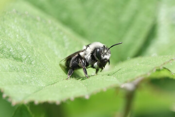 Ashy Mining Bee (Andrena cineraria)