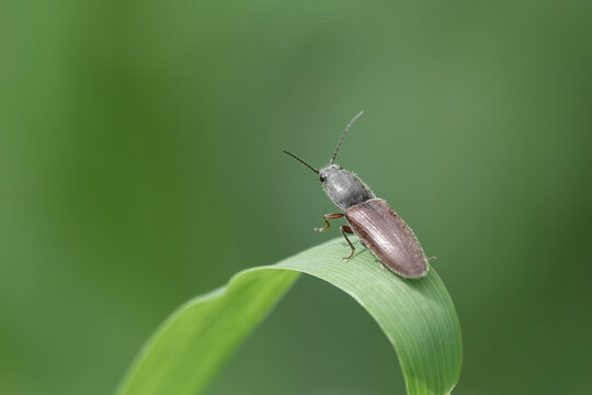 A Click Beetle (Athous) on a leaf