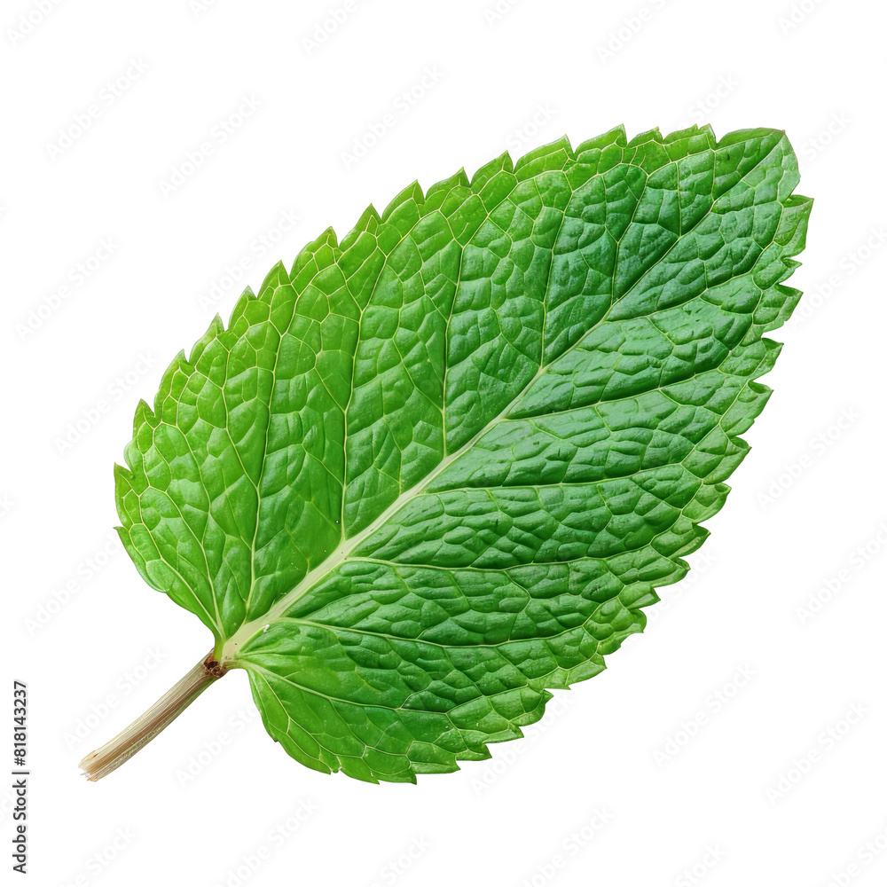 Wall mural single mint leaf ,isolated on white background