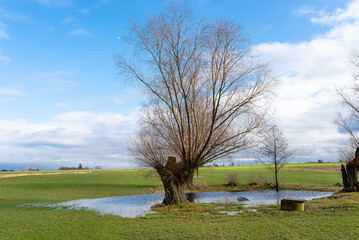 A swamp in a field in a village with trees growing nearby and a well visible.