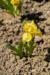 Iris Barbata Stockholm plant in Saint Gallen in Switzerland