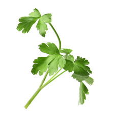 Sprig of fresh green parsley isolated on white