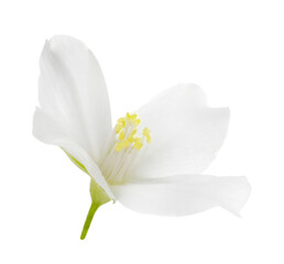 Obraz premium Beautiful delicate jasmine flower isolated on white