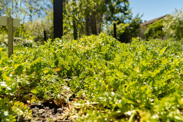 Poached egg plant or Limnanthes Douglasii plant in Saint Gallen in Switzerland