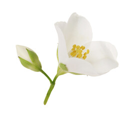 Beautiful jasmine flower and bud isolated on white