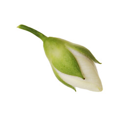 One fresh jasmine bud isolated on white