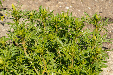 Wild mignonette or Reseda Lutea plant in Saint Gallen in Switzerland